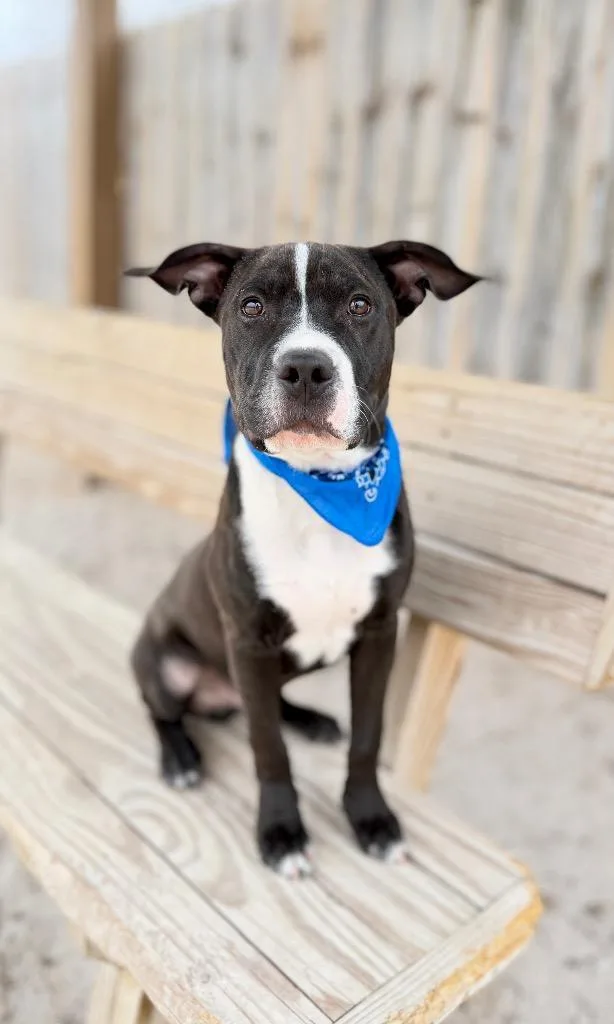 A young medium-sized male Labrador Retriever dog named Greg for adoption in Muskegon, MI