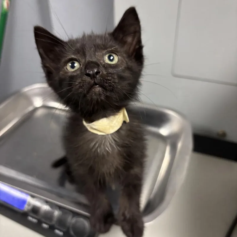 A baby small-sized male Black Domestic Short Hair cat named Snoop Dog for adoption in St Joseph, MO