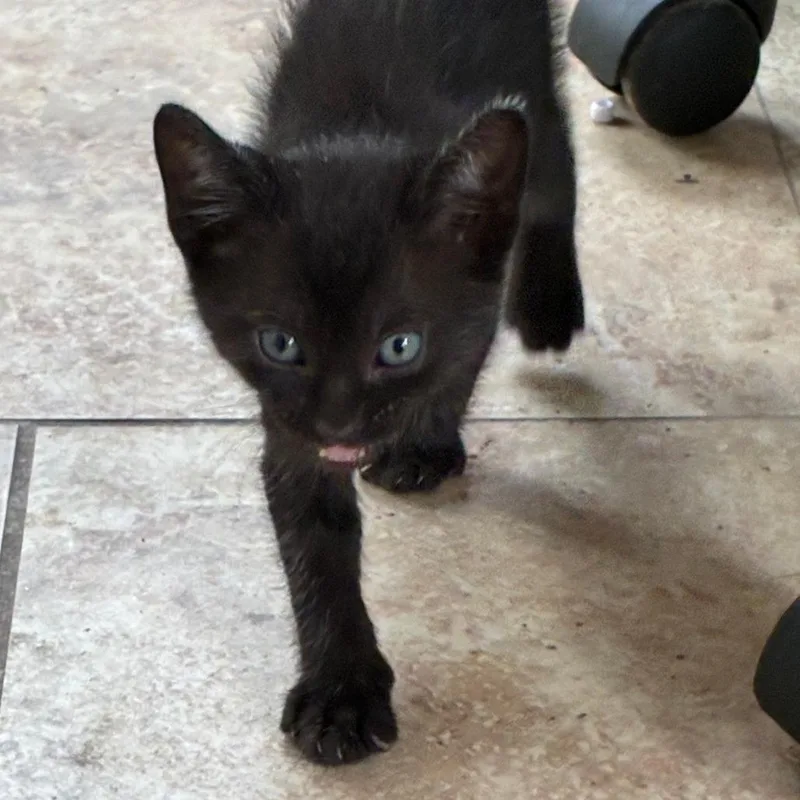 A baby small-sized male Black Domestic Short Hair cat named Newbie C for adoption in Pahoa, HI