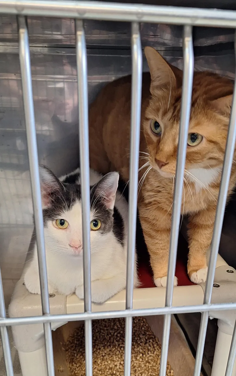 An adult large-sized male Tabby (Orange / Red) Tabby cat named Garfield for adoption in Stanton, KY