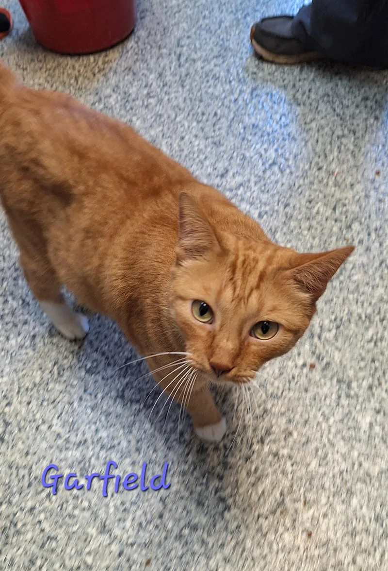 Garfield thumbnail 2