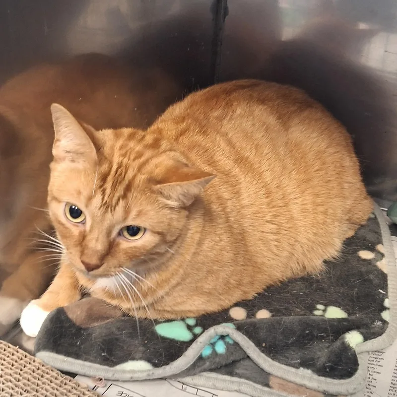 Garfield thumbnail 3