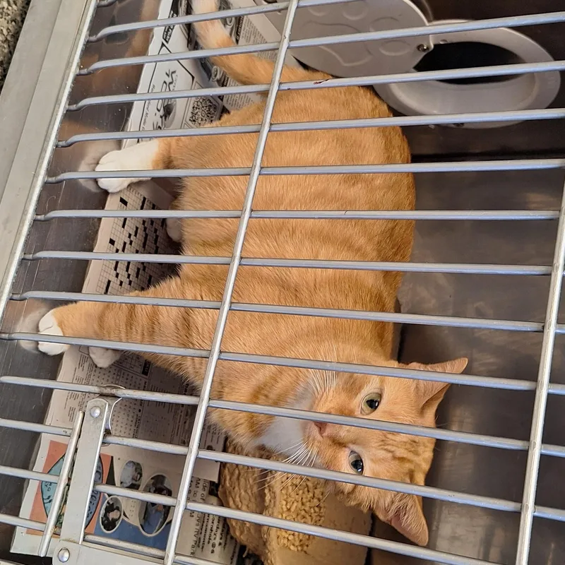 Garfield thumbnail 4