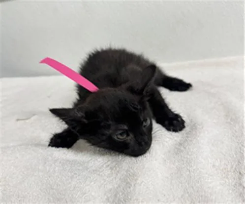 A baby small-sized female Domestic Short Hair cat named Portugal for adoption in Camarillo, CA