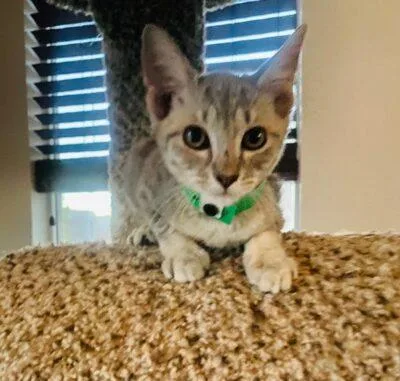 A baby medium-sized female Domestic Short Hair cat named Rachel for adoption in Las Vegas, NV