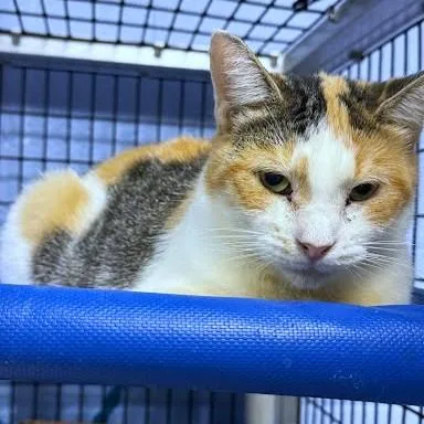 An adult medium-sized female Domestic Short Hair cat named Harper for adoption in Washington, DC
