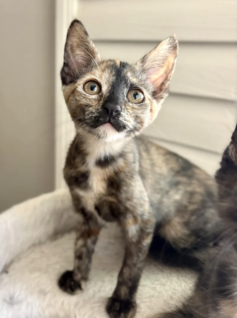 A young medium-sized female Tortoiseshell Domestic Short Hair cat named Delicata for adoption in Oracle, AZ