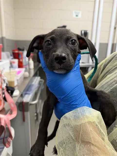 A baby small-sized female Pit Bull Terrier dog named Christina Waguilera for adoption in Las Vegas, NV