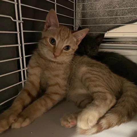 A baby medium-sized male Tabby (Orange / Red) Domestic Short Hair cat named Jethro for adoption in Beaufort, SC