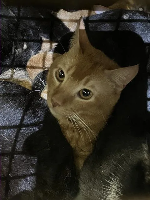 A young medium-sized male Domestic Short Hair cat named Oak for adoption in Dallas, TX