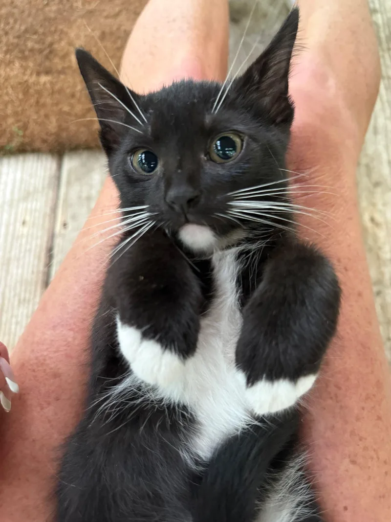 A baby medium-sized male Black & White / Tuxedo Domestic Short Hair cat named Tango for adoption in Talbott, TN