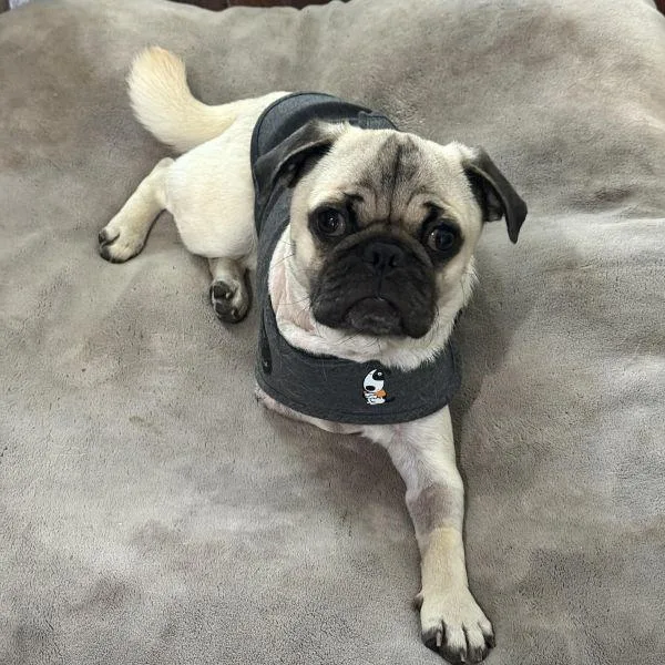 A young small-sized male Yellow / Tan / Blond / Fawn Pug dog named Michael for adoption in Alvin, TX