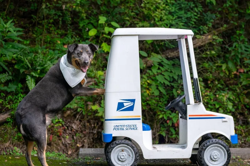 The Mailman thumbnail 2