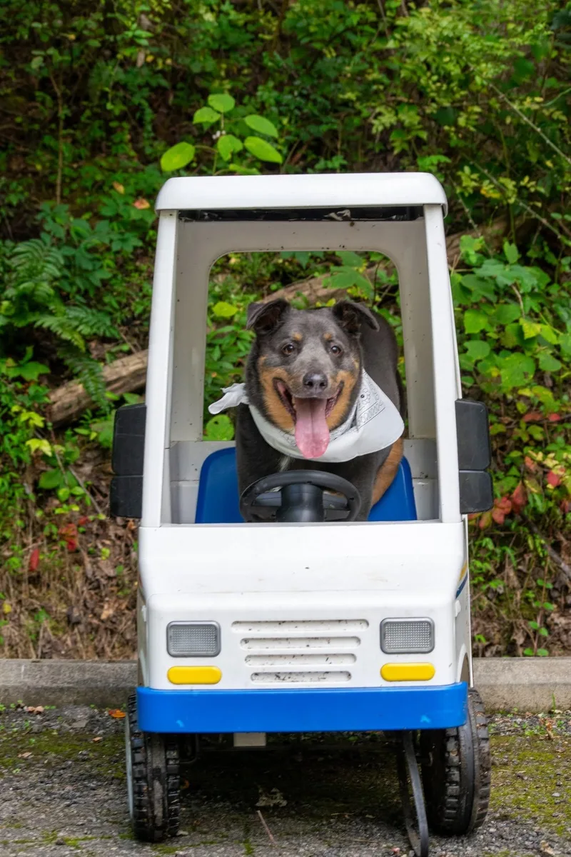The Mailman thumbnail 3