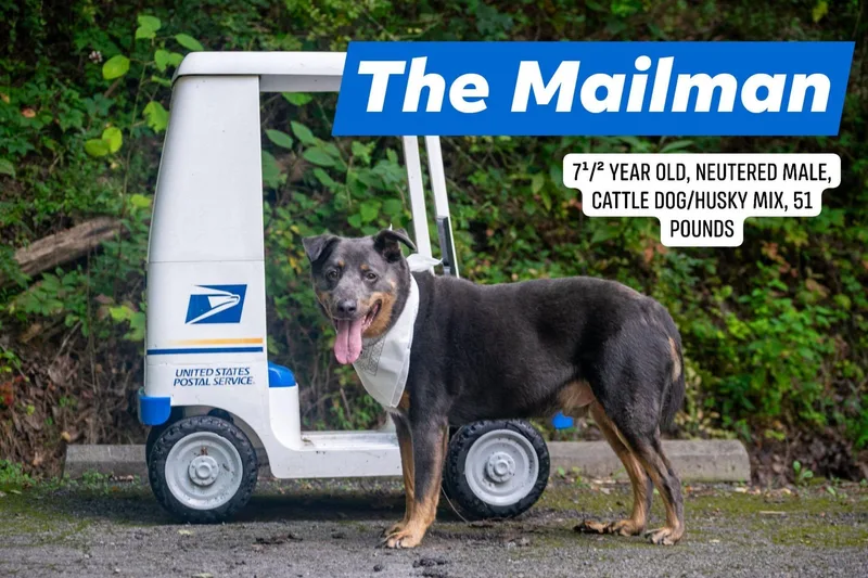 The Mailman thumbnail 4