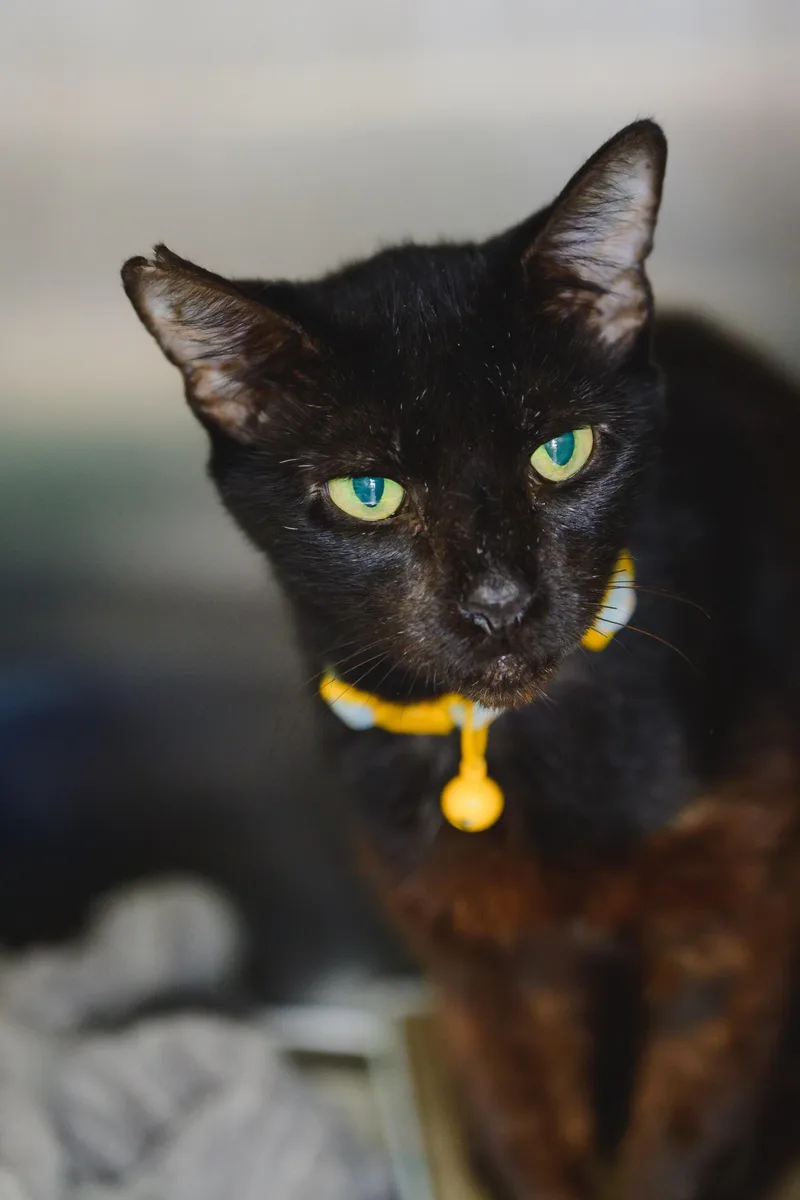 A senior medium-sized female Domestic Short Hair cat named Nellie for adoption in Honolulu, HI
