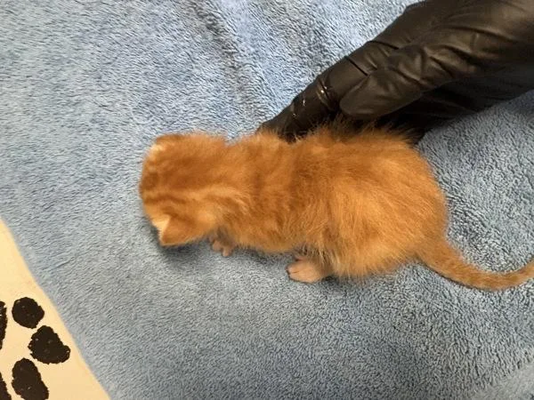 A baby medium-sized male Domestic Short Hair cat named Cashew for adoption in Oceanside, CA