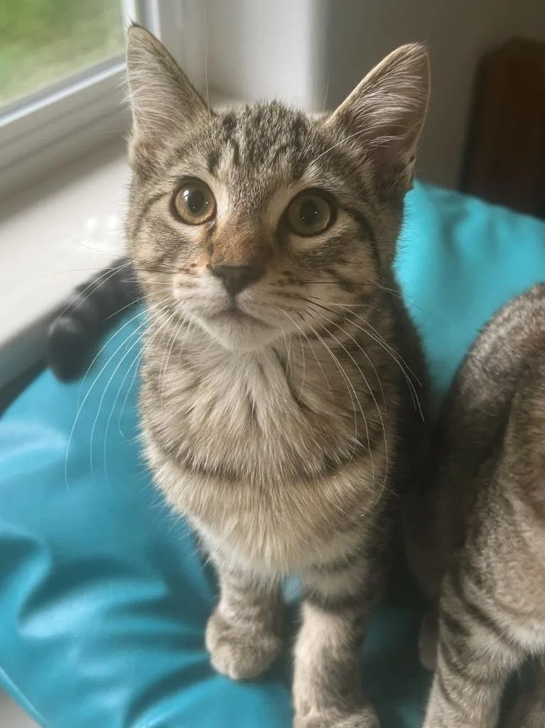 A baby small-sized male Domestic Short Hair cat named Sprouts for adoption in Vashon, WA