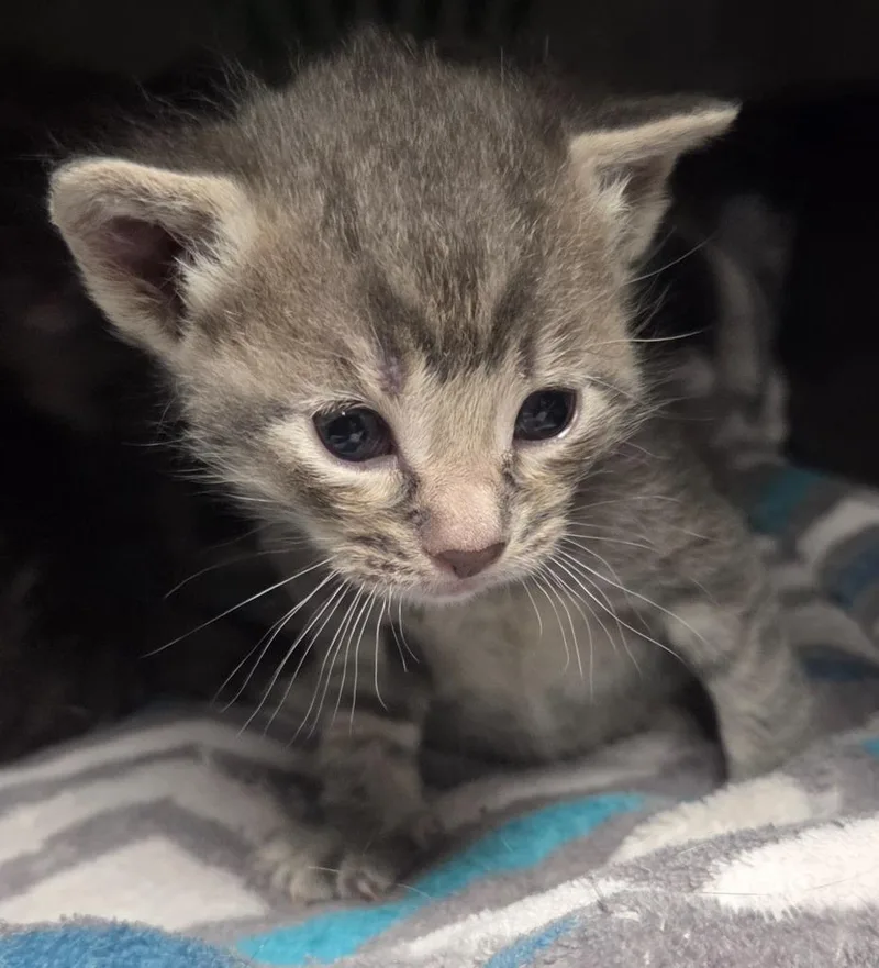A baby small-sized male Domestic Short Hair cat named Mad Hatter for adoption in Olean, NY