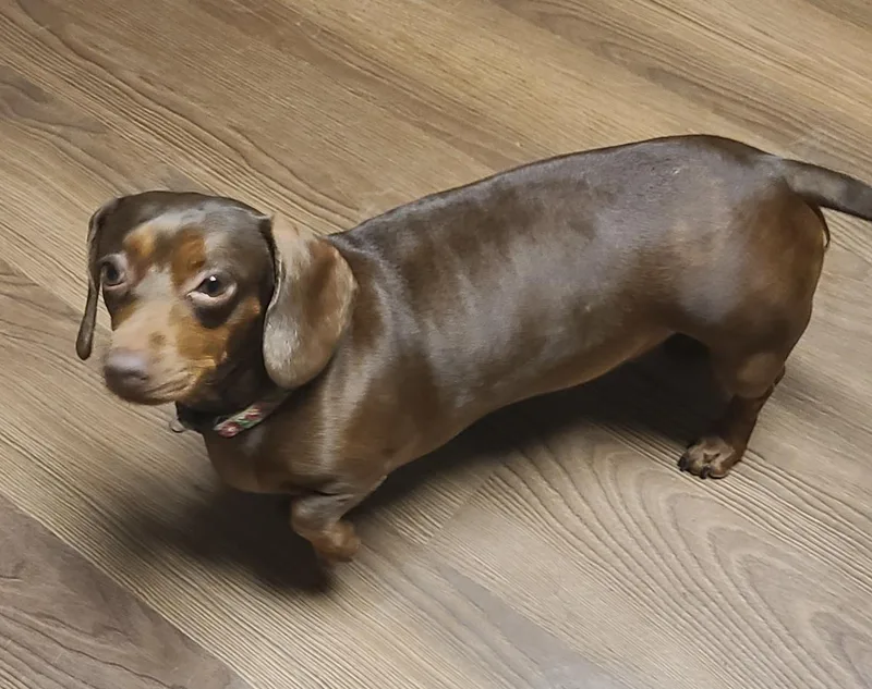 A young small-sized female Dachshund dog named Piper for adoption in Portland, OR