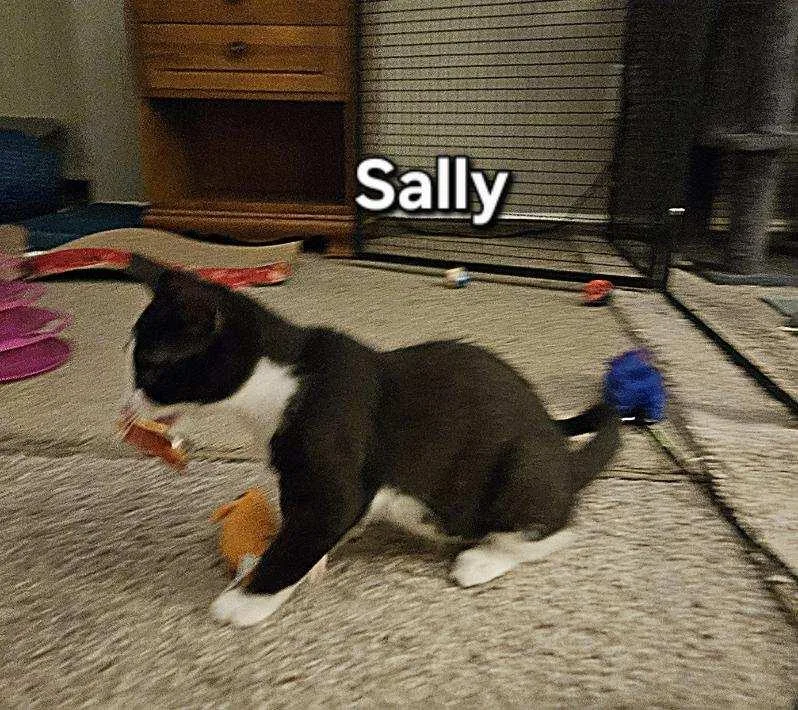 Sally thumbnail 6