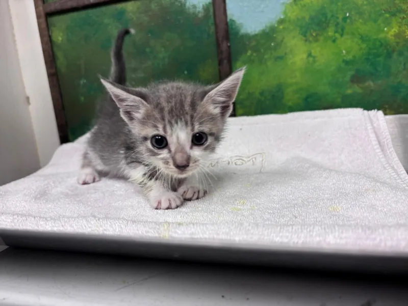 A baby small-sized female Domestic Short Hair cat named Sarahi for adoption in Houston, TX
