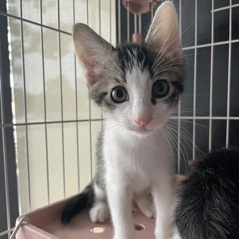 A baby small-sized male Brown / Chocolate Domestic Short Hair cat named Grayson for adoption in Dayton, OH