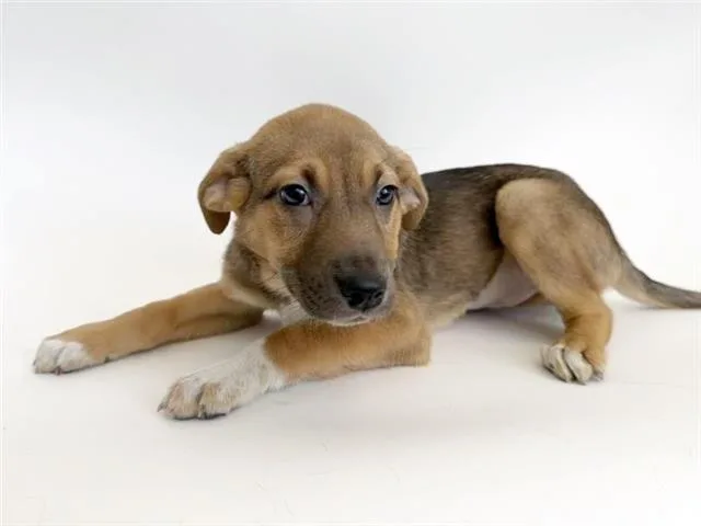A young small-sized female Labrador Retriever dog named Sage for adoption in Saint Louis, MO