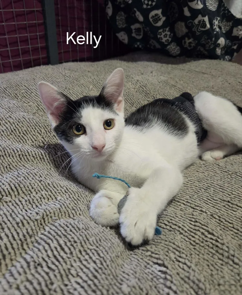 A baby small-sized female Black Domestic Short Hair cat named Kelly for adoption in Bloomsdale, MO
