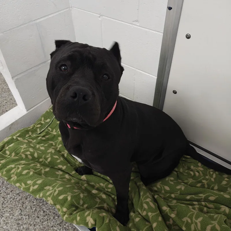 An adult large-sized female Black American Bully dog named Beauty for adoption in Oconto, WI