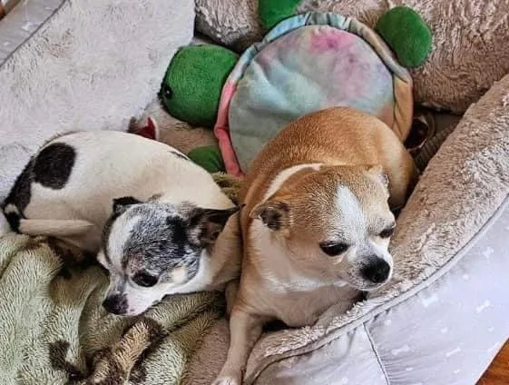Milo And Rico