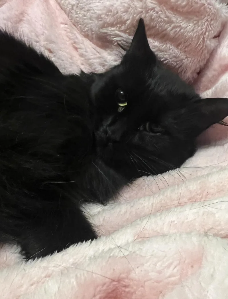 An adult medium-sized female Black Domestic Medium Hair cat named Luna for adoption in Staten Island, NY