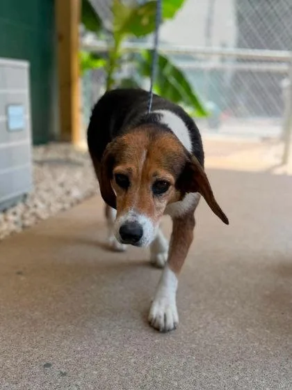An adult medium-sized female Tricolor (Brown, Black, & White) Mixed Breed dog named Rumi for adoption in Leitchfield, KY