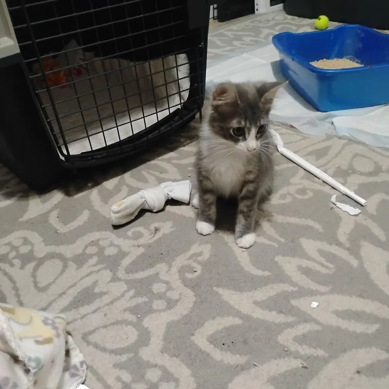 A baby small-sized female Domestic Medium Hair cat named Spindrift for adoption in Gainesville, FL