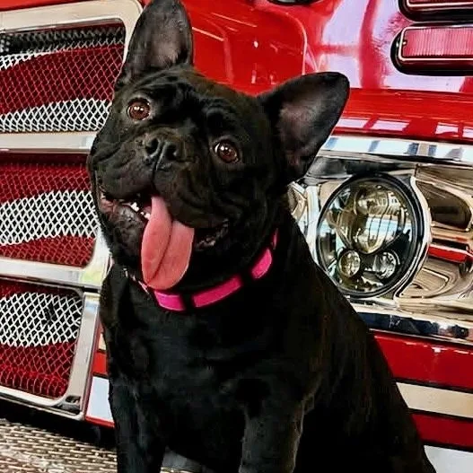 An adult small-sized female Black French Bulldog dog named Marnie for adoption in Citrus Heights, CA