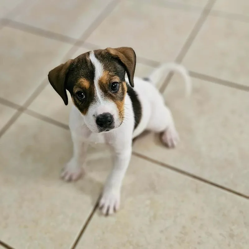 A baby medium-sized female Brown / Chocolate Pit Bull Terrier dog named Dumpling for adoption in Griswold, CT