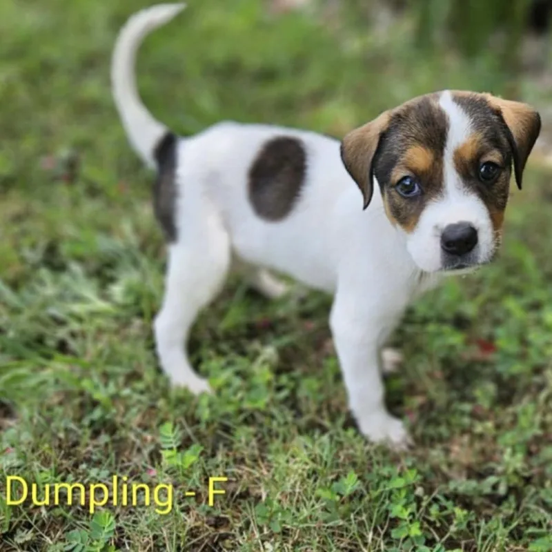 Dumpling thumbnail 4