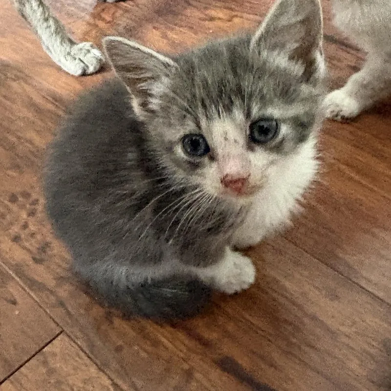 A baby small-sized female Gray / Blue / Silver Domestic Short Hair cat named Baby for adoption in Ferndale, WA