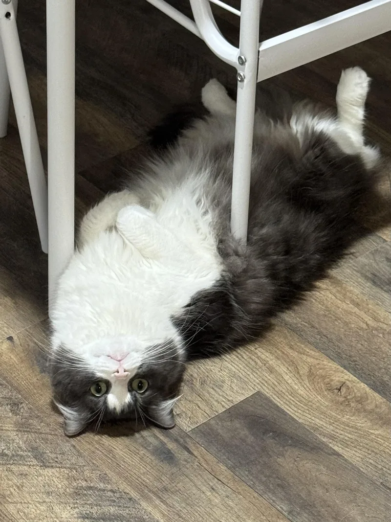An adult medium-sized male Domestic Medium Hair cat named Raspberry for adoption in Southlake, TX