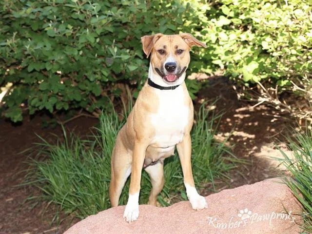 A young medium-sized female Labrador Retriever dog named Taffy for adoption in Omaha, NE