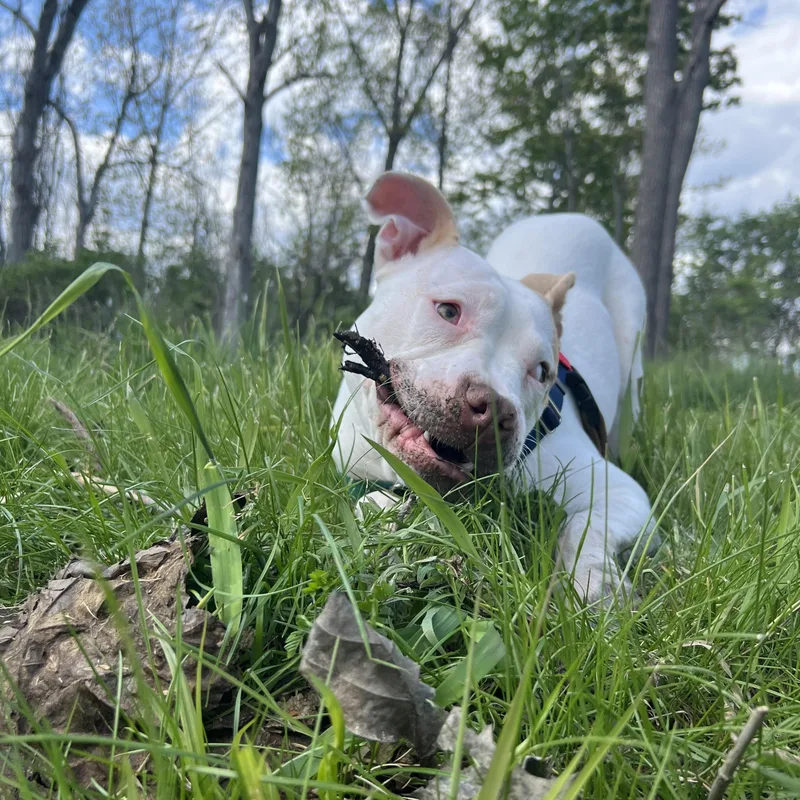 A baby medium-sized male Red / Chestnut / Orange Mixed Breed dog named Tyson for adoption in New York, NY