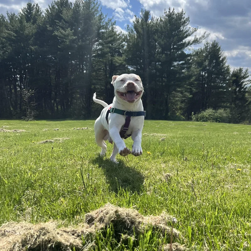 Tyson thumbnail 6