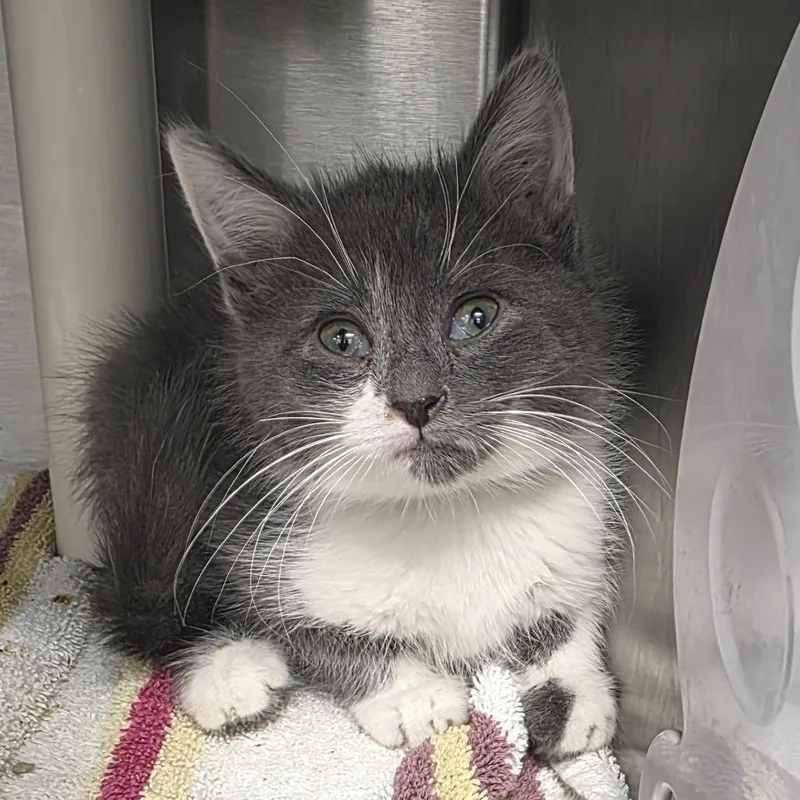 A baby small-sized female Gray / Blue / Silver Domestic Short Hair cat named Spice for adoption in Fort Wayne, IN