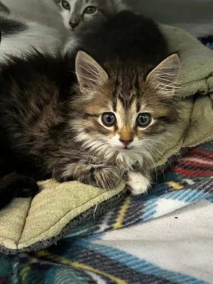 Fluffer Nutter