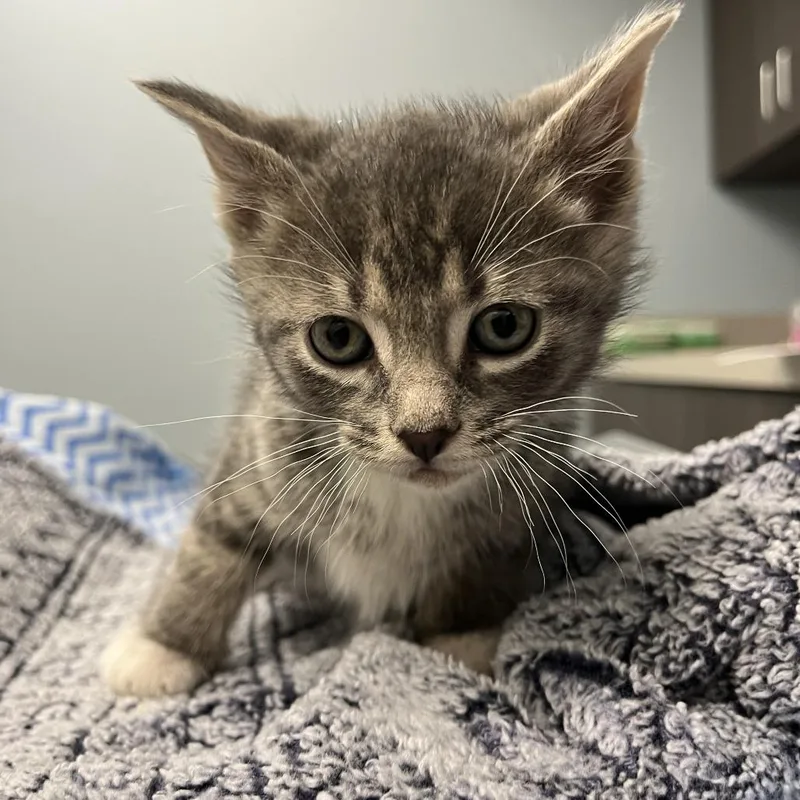 A baby small-sized male Gray / Blue / Silver Domestic Short Hair cat named Bobby for adoption in Oak Park, IL