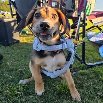 A baby medium-sized female Tricolor (Brown, Black, & White) Beagle dog named Tiffany for adoption in Richmond, VA
