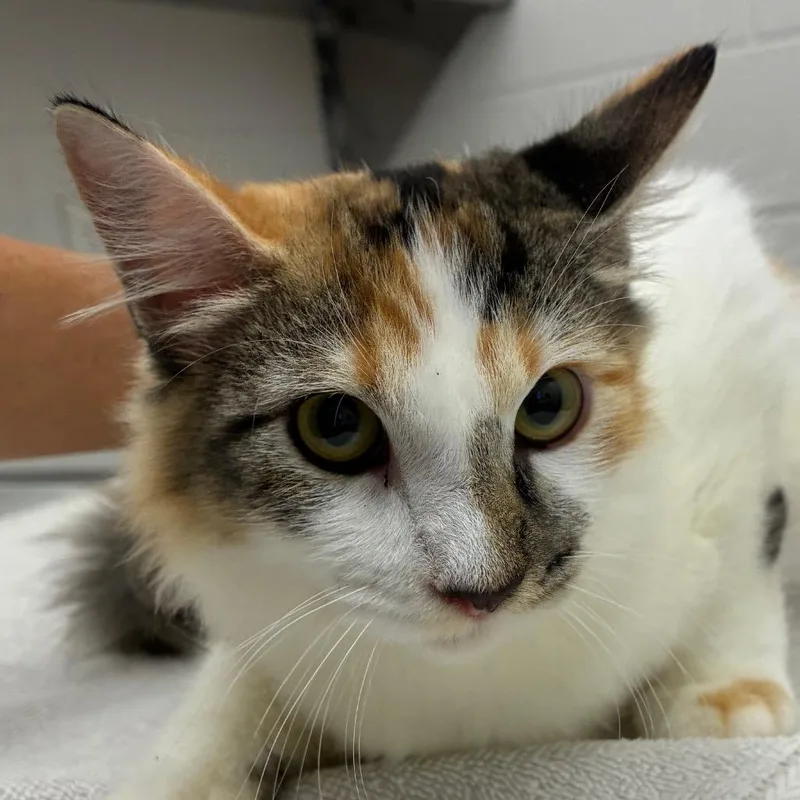 A young medium-sized female Domestic Medium Hair cat named Rynlee for adoption in Corpus Christi, TX