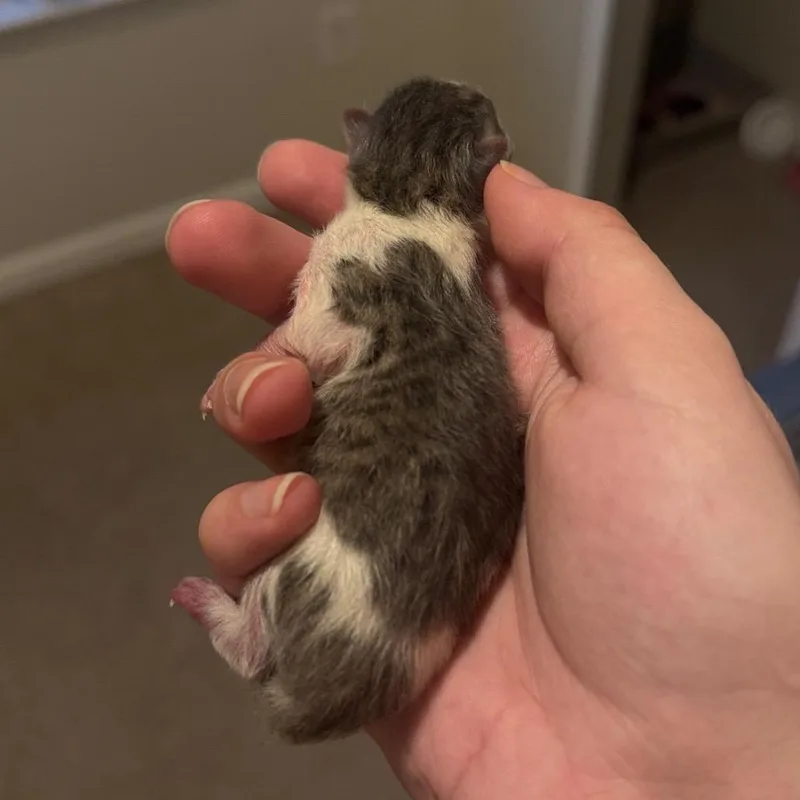 Casper thumbnail 3