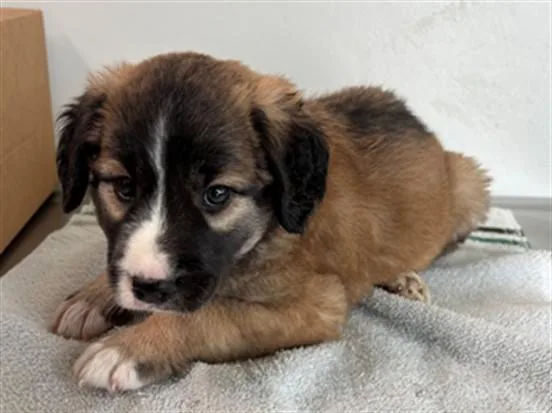 A baby small-sized male Anatolian Shepherd dog named Hank for adoption in Lancaster, CA