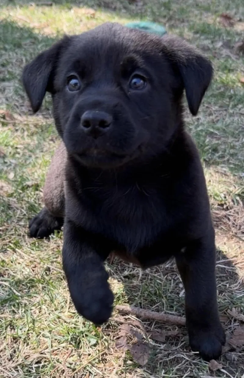 A baby medium-sized female Black Labrador Retriever dog named Raven for adoption in Union Grove, WI